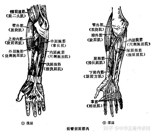 筋柔才能骨正 要正骨先揉筋 那么人体的筋肉你知道多少呢 知乎