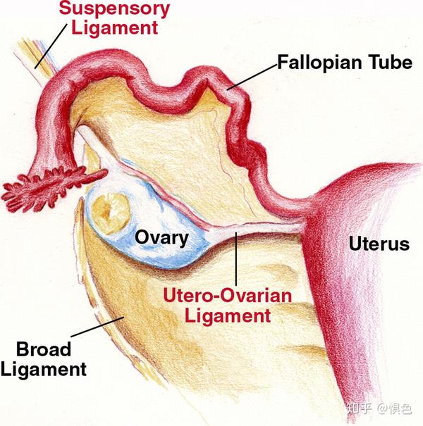 子宫韧带解剖图立体图图片