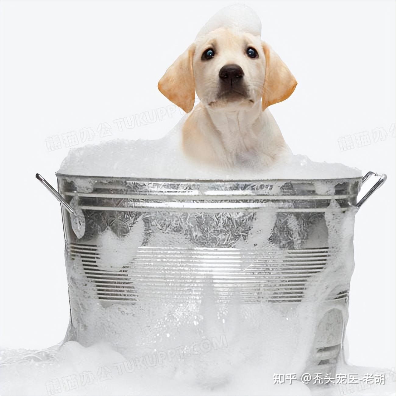 洗澡的狗素材-洗澡的狗图片-洗澡的狗素材图片下载-觅知网