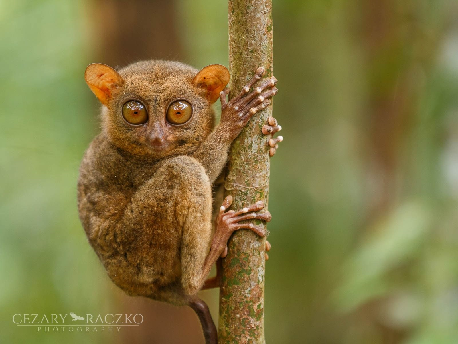 美洲的新世界猴是从哪来的