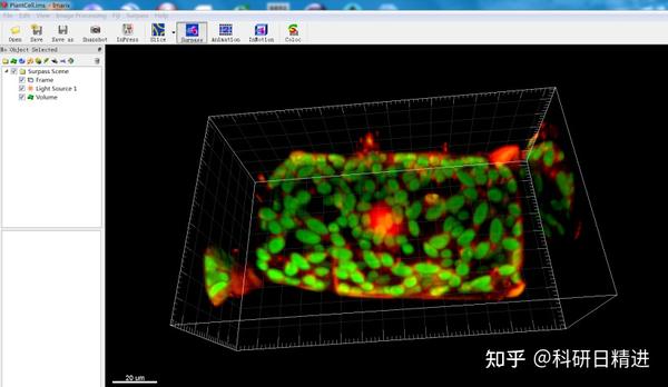 使用imaris对激光共聚焦照片进行体积测量及共定位分析 知乎