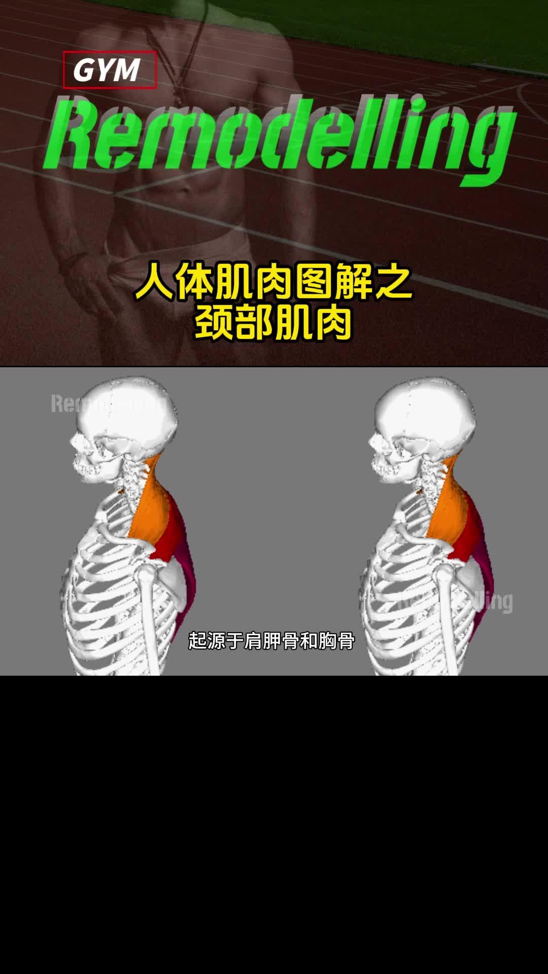 颈部肌肉强化应该是以颈后部肌肉为主吗