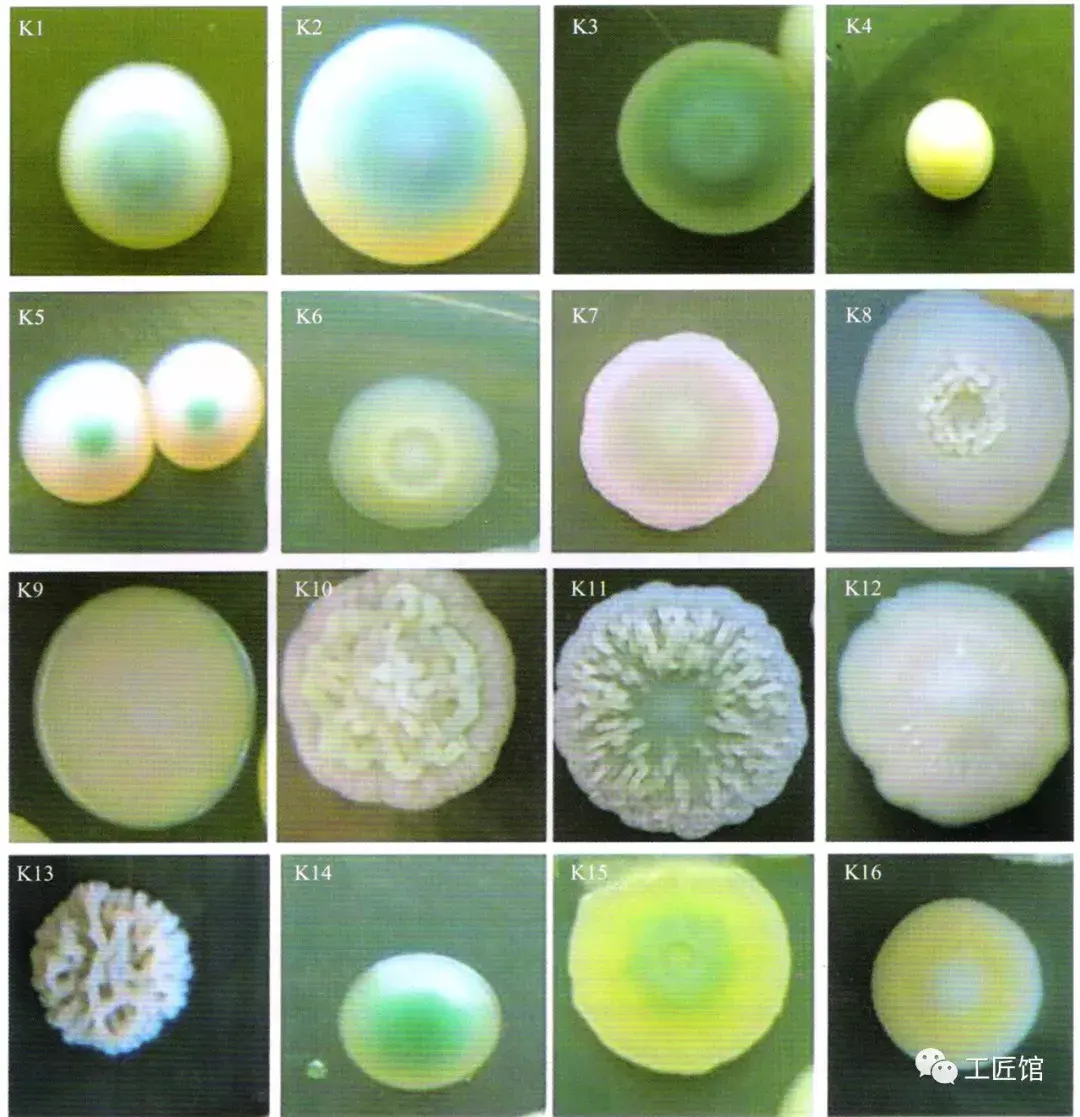 产风味物质微生物有酵母菌,芽孢杆菌等,酵母代谢产生乙醇,乳酸菌产生