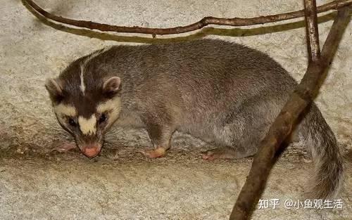 “女神说啥就是啥,你是闰土我是猹”猹是什么猹? - 知乎