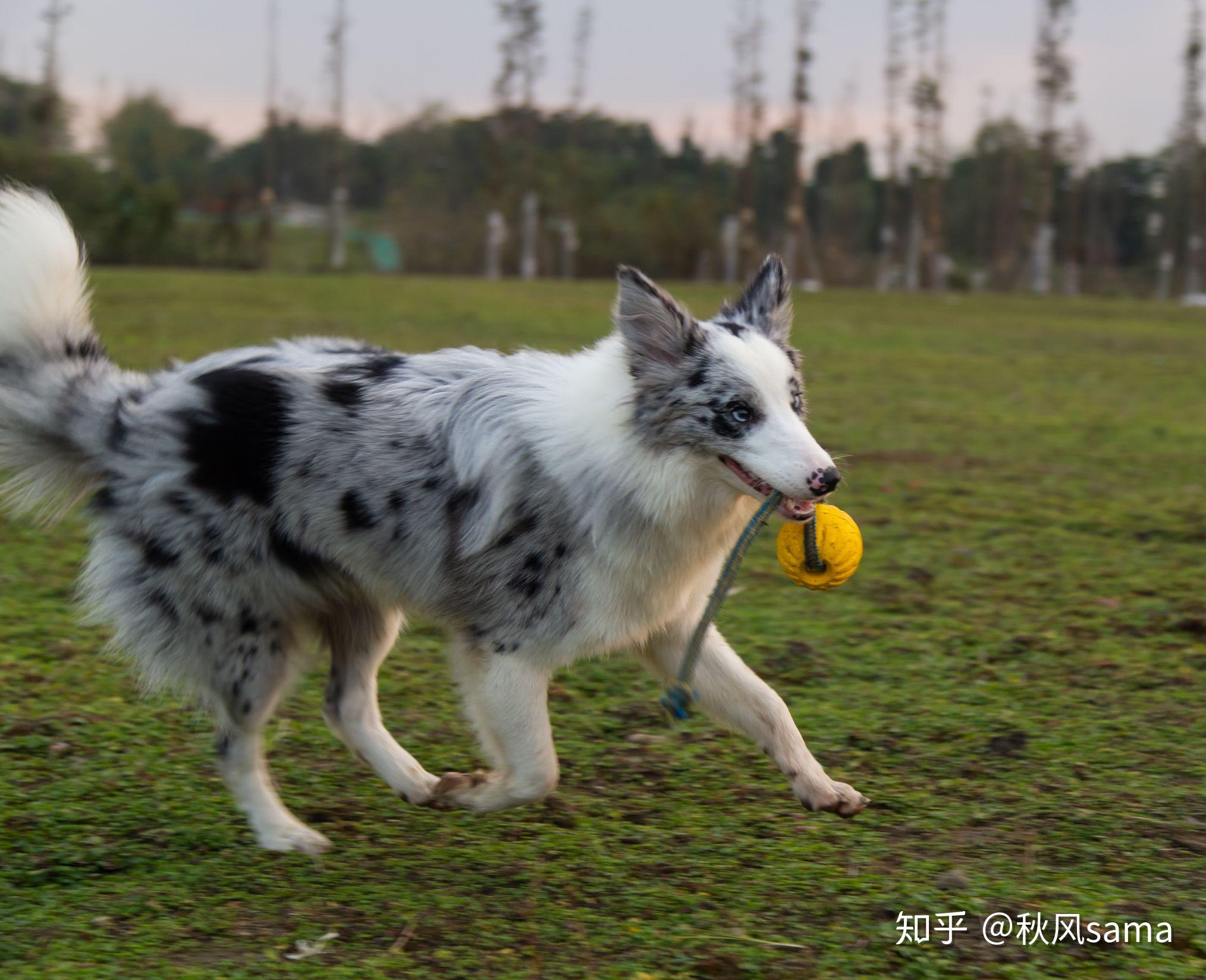 陨石边牧吃什么牌子狗粮合适