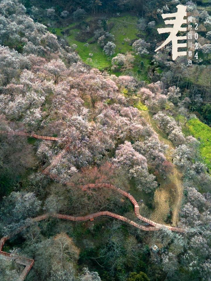 这处万亩梅林正值盛花期
