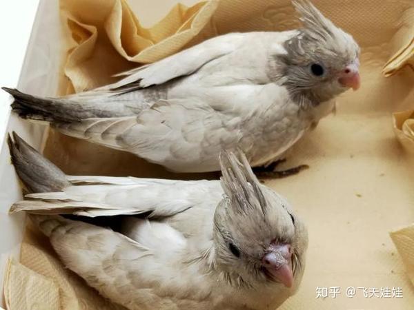 想要手养一只玄凤鹦鹉到断奶你需要这样做