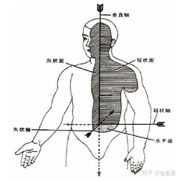 矢状轴将人体分为图片