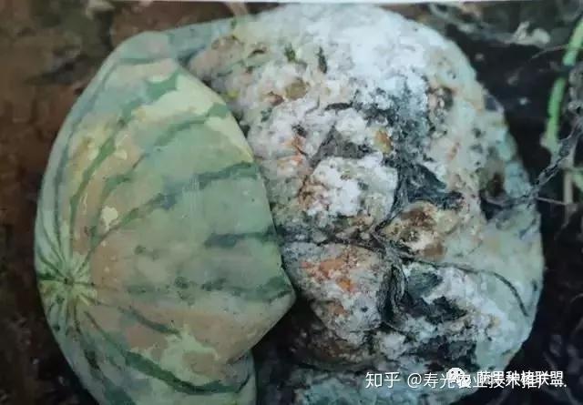 酸腐病识别要点:褐色水浸状,变软变褐,潮湿时有白色菌丝发生时期:果期