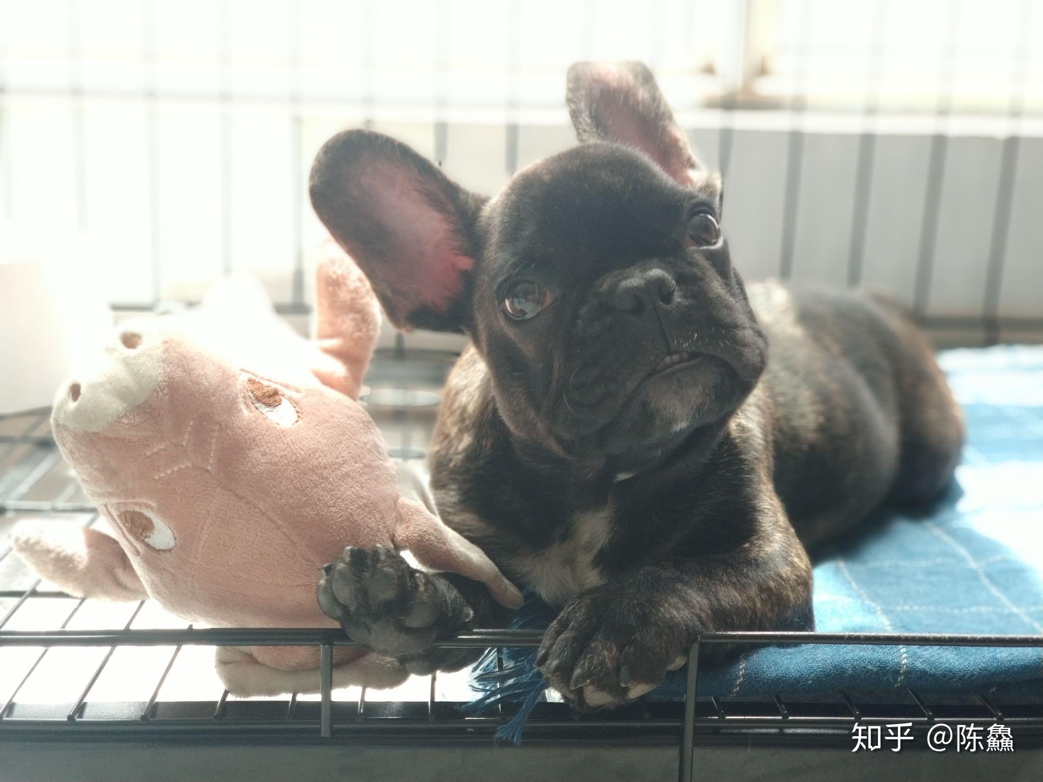 法斗的智商到底有多低?