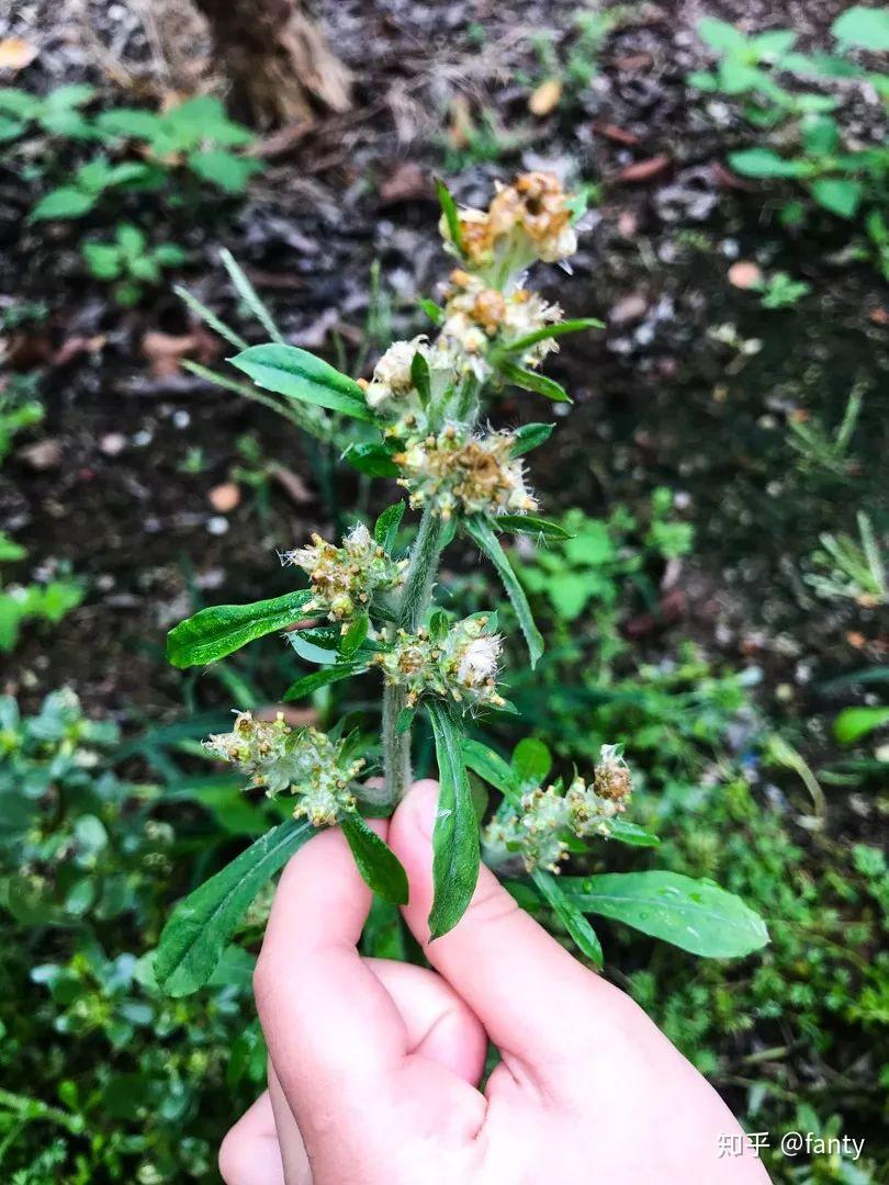 潮汕人用野草做了一个小吃,时至今日,仍深得人心 - 知乎