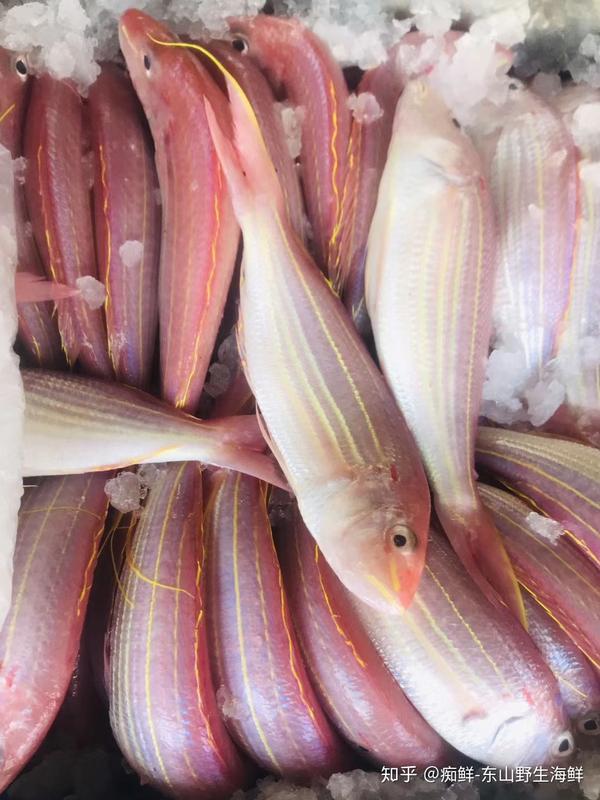 東山島海鮮野生海釣金線魚紅杉魚