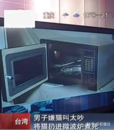我国历年发生虐猫行为一览- 知乎