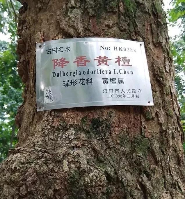 一起来谈"檀"——降香黄檀(海南黄花梨)