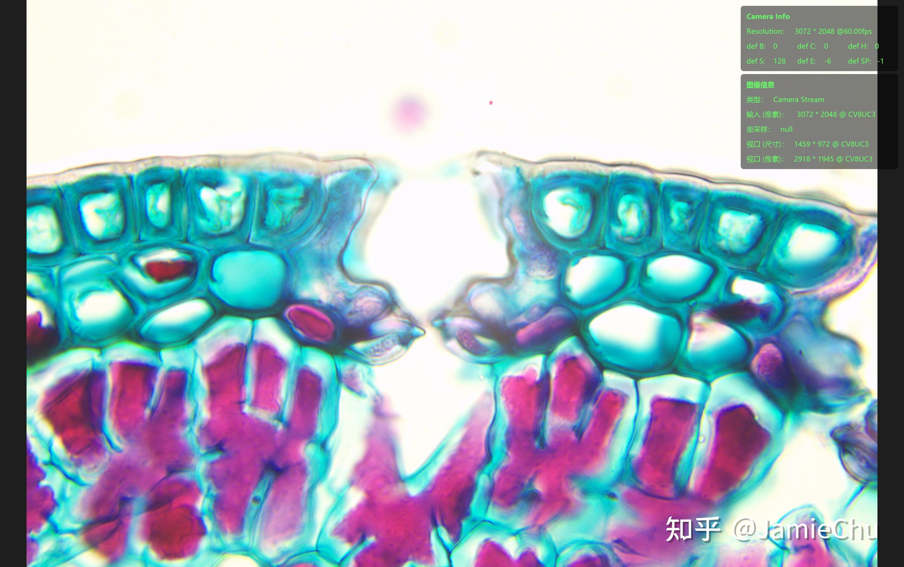 显微观察-松叶横切(裸子叶植物)