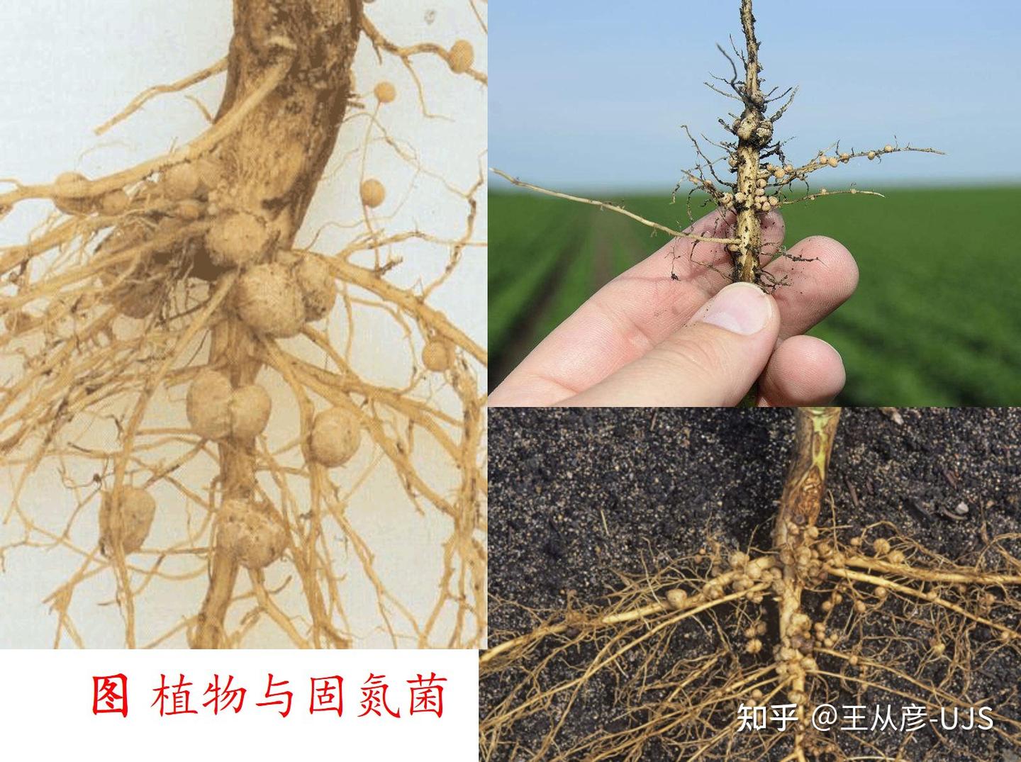 生物的共生关系 - 知乎