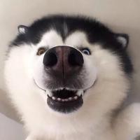 Zhihu profile picture for @ankles