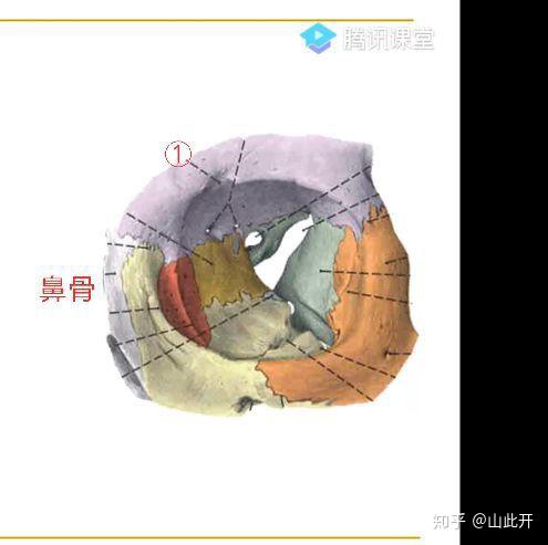 眶上孔和眶上切迹是一个东西吗? - 知乎