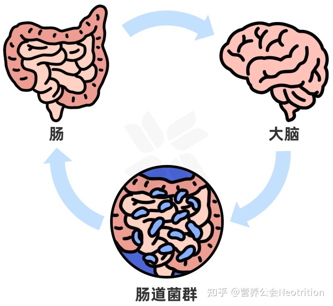 菌群-肠-脑轴