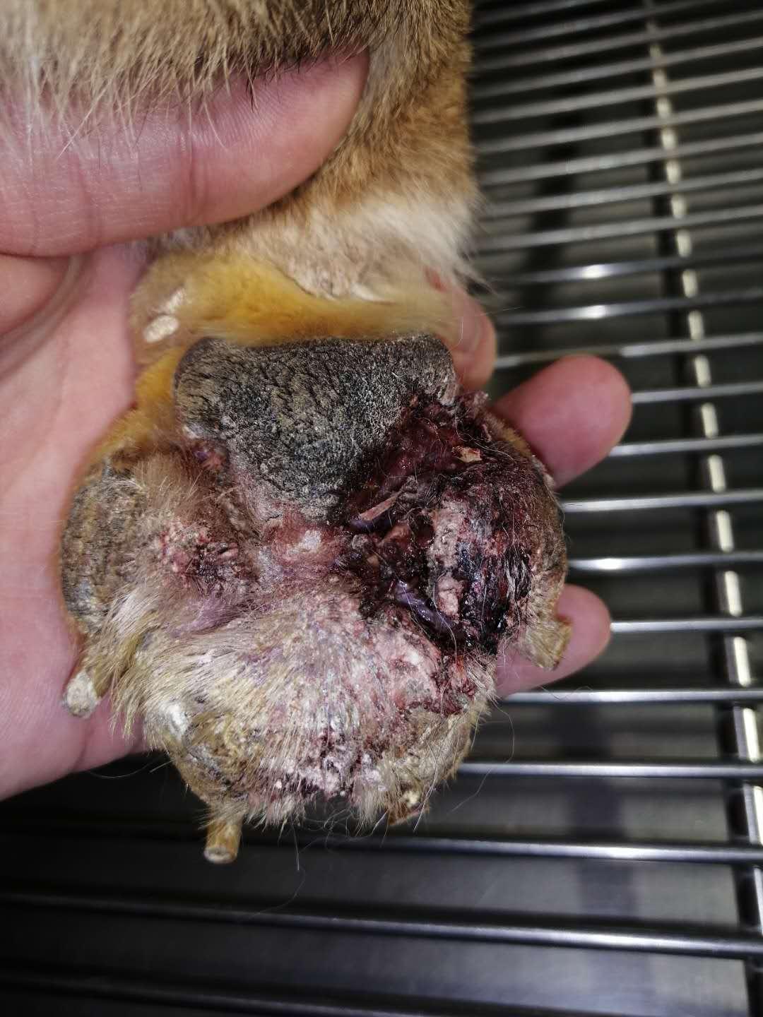 狗狗指间皮炎你该怎么办