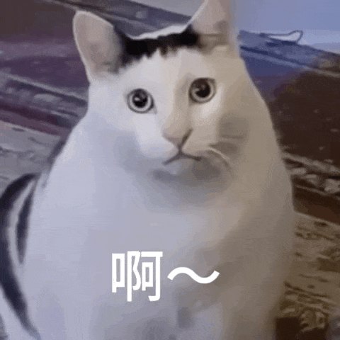网红猫meme表情包第一弹(震惊猫) - 知乎