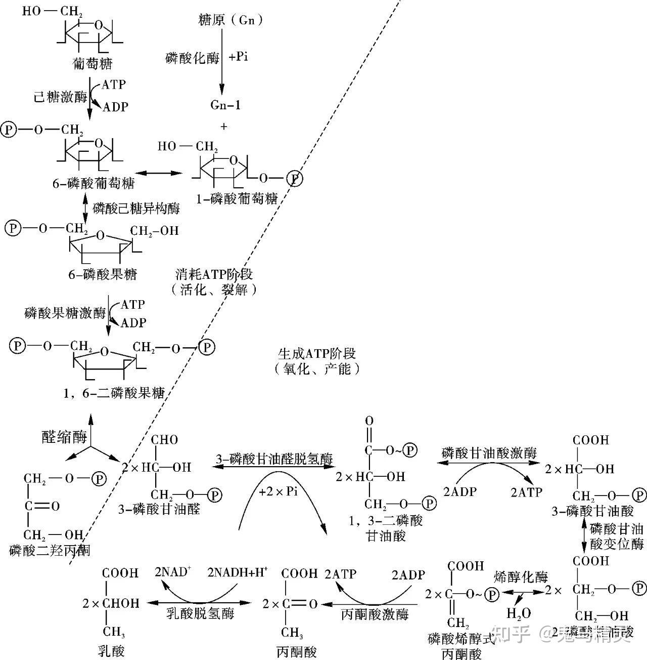 細胞有氧呼吸和無氧呼吸產生的atp分子數