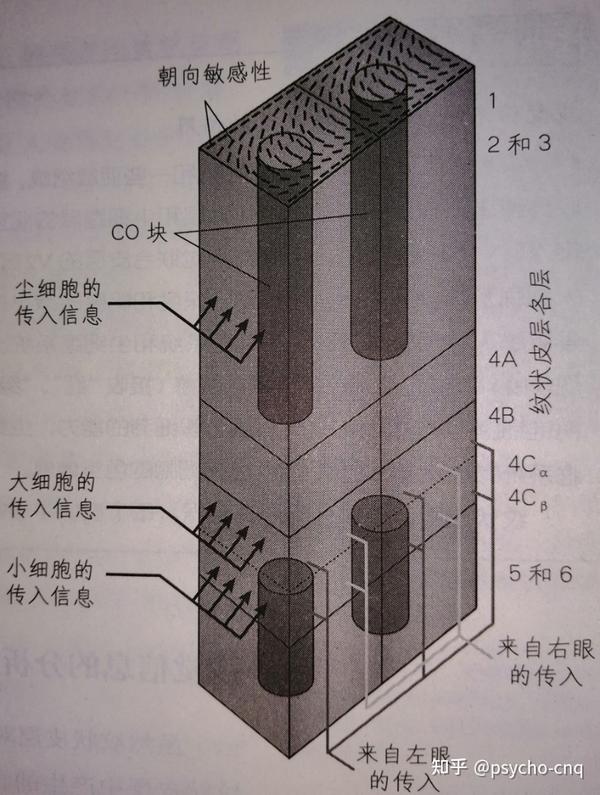 感知觉之视觉 - 知乎