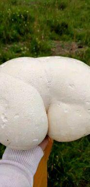 这是我在青海的草原上捡的蘑菇当地人叫它马屁泡超级大