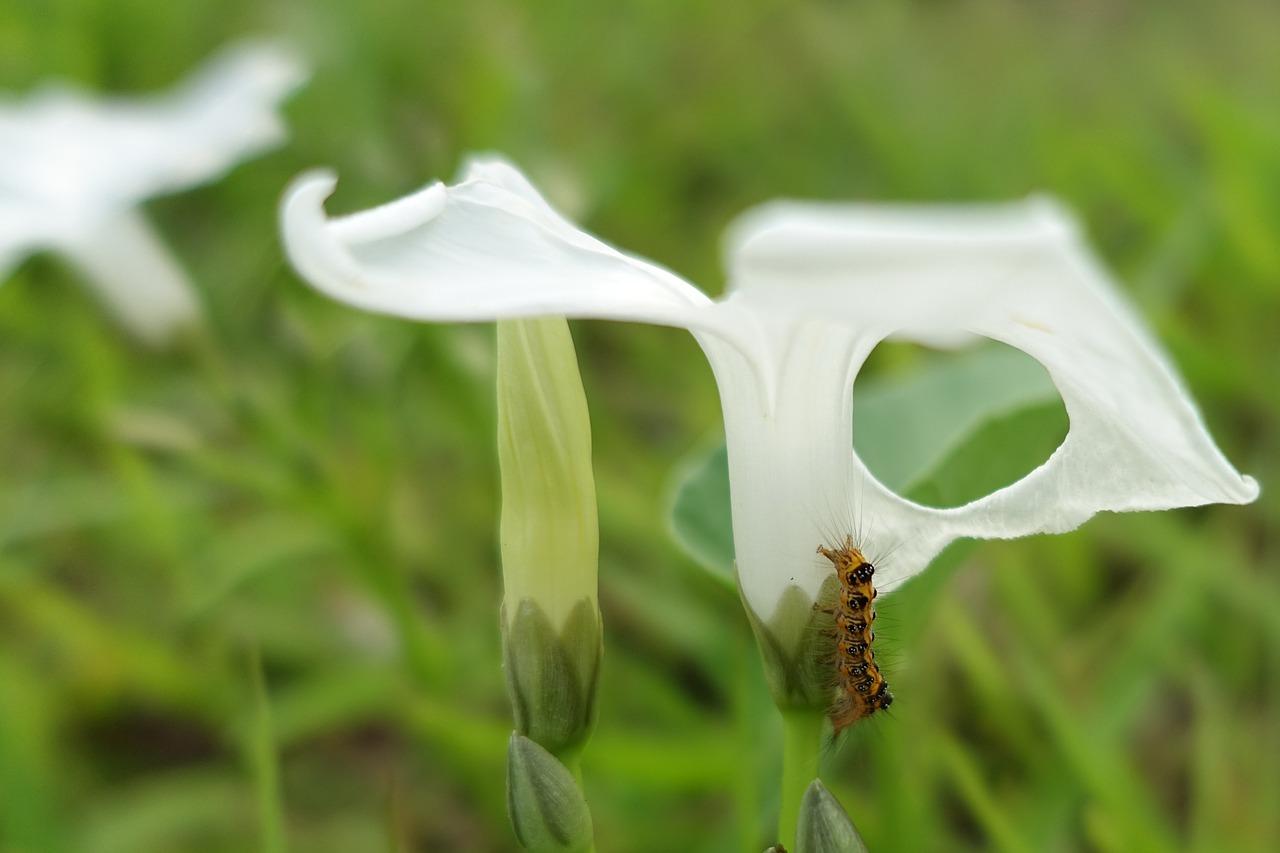 屋里有毛毛虫怎么办