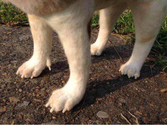 为什么哺乳动物没有进化出6条腿或者8条腿