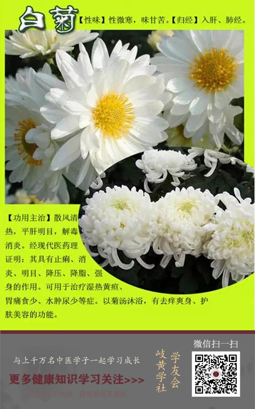 常见的白菊花 对于中医药来说 还有清热解毒功效 知乎