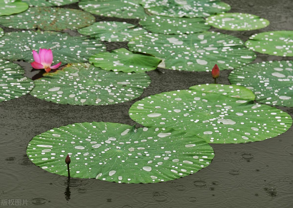 秋雨涟涟,一年一年又一年