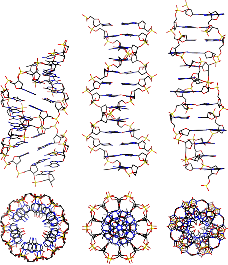 dna 模型为什么几乎都是右旋? - 知乎