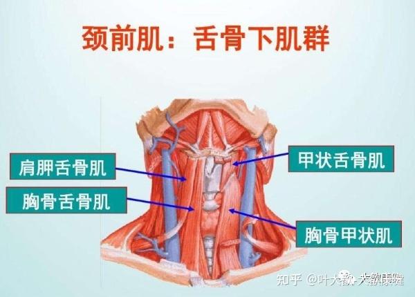 从解剖看双下巴自我调整 - 知乎
