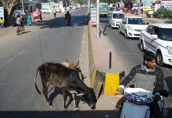 印度行人不遵守交通规则的原因,与中国人不大相同