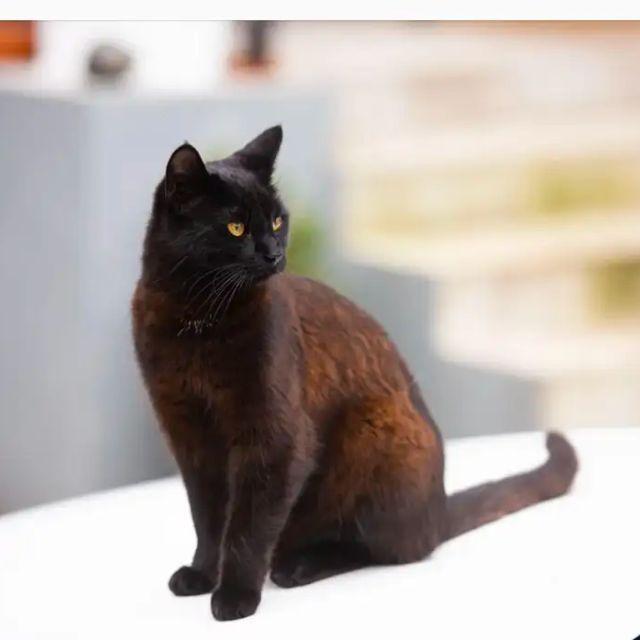 为什么猫老了以后不会变成白猫?