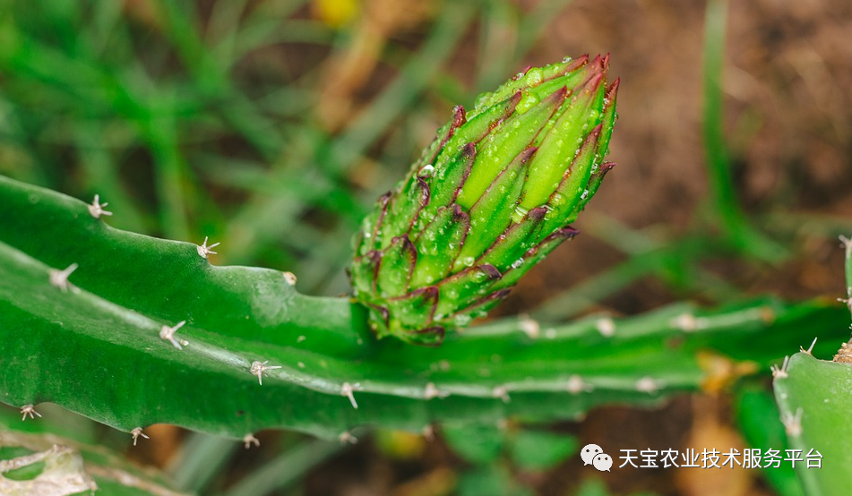 1-2年生的火龍果園主要目的是培養健康龐大的根系,積累枝條數量,為