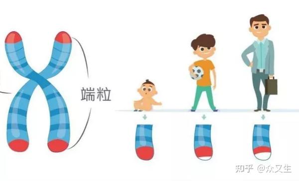 防衰“网红”泰乐丹,健康长寿不再是梦! - 知乎