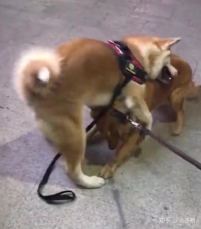 v2-ae178d480018d2d269bcdca1e2b87e58_r.jpg
