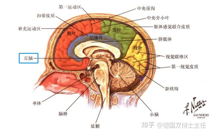 高级别胶质瘤,位置深,靠近丘脑,还要手术吗? - 知乎