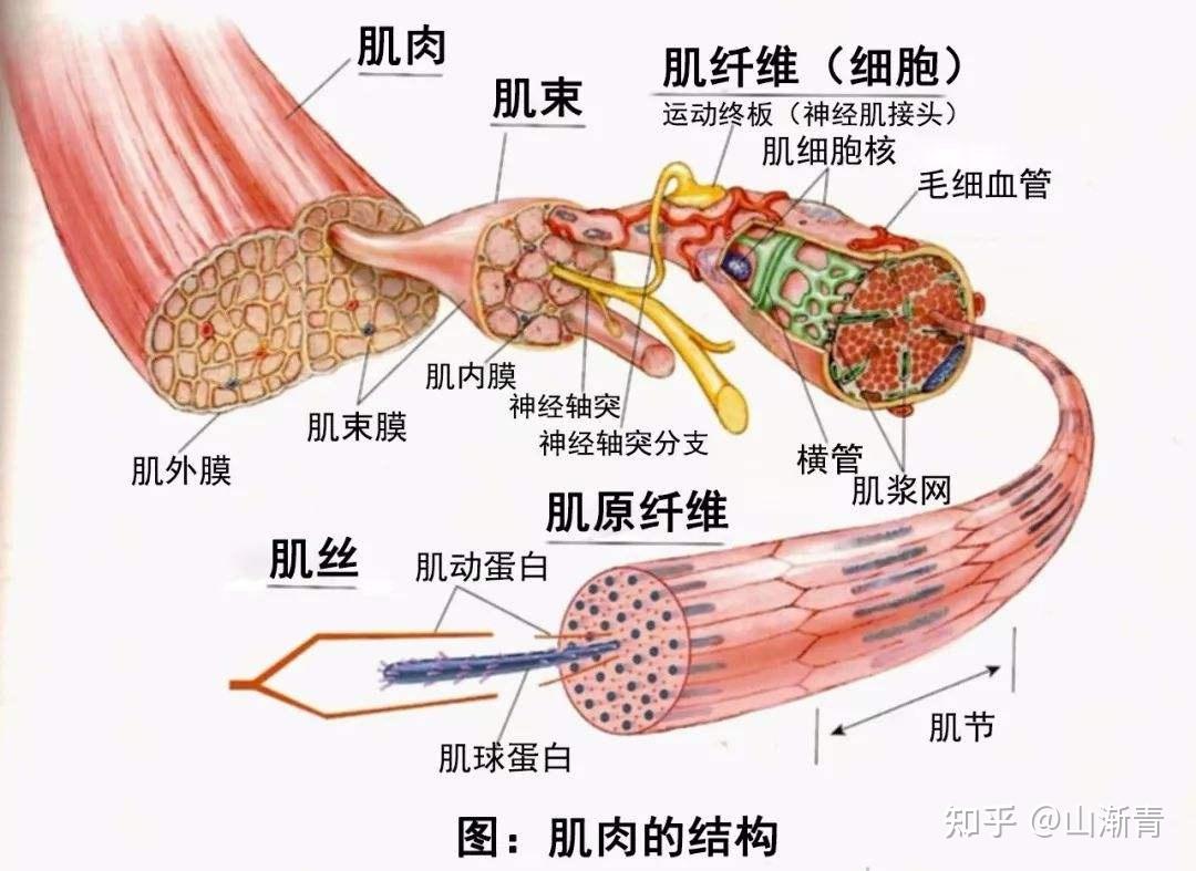 用肌丝滑行理论详述肌肉收缩的过程