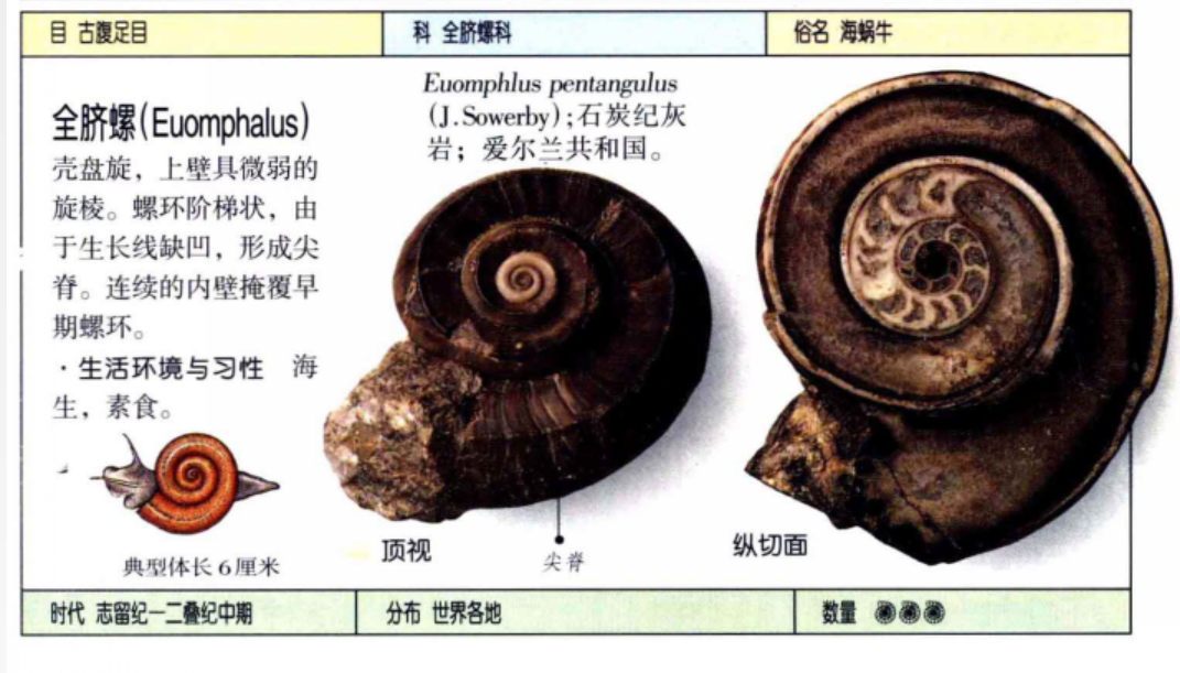 菊石蜗牛田螺海螺等螺旋形似有什么进化上的传承吗