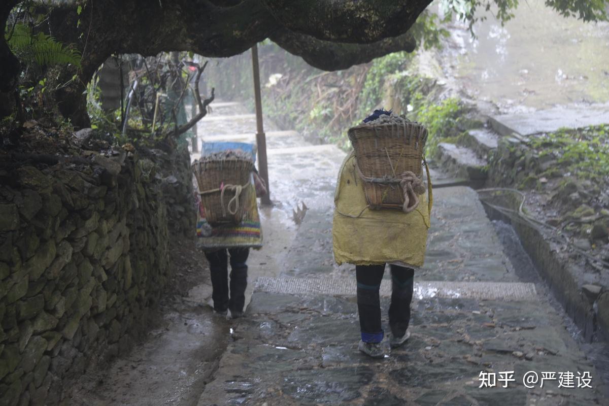 多依树村背石头的妇女【严建设】