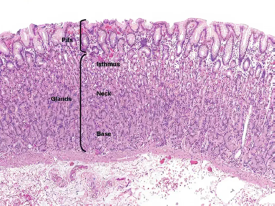 更新机制:干细胞位于胃小凹底部,每3