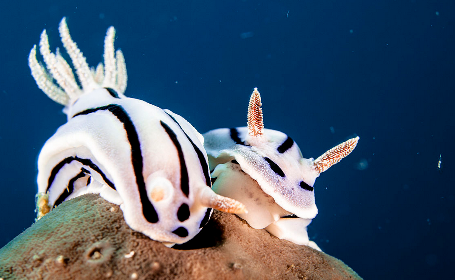 在软体动物门中,腹足纲是最大的一个分类,占了85%.