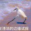 野生