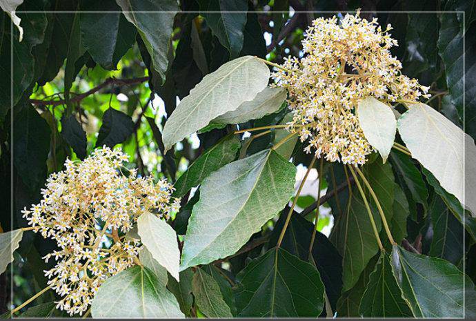 柴油生物新成员石栗树植物非试管高效快繁技术快速繁殖石栗树