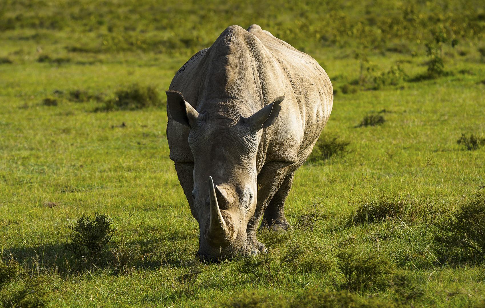 地球上仅存 2 只雌性北部白犀牛了,还有其他的办法吗?