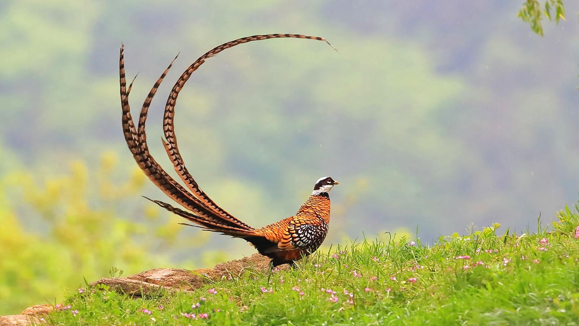 啄木鸟你了解多少墙壁也能啄大洞刷新了它是益鸟的认识