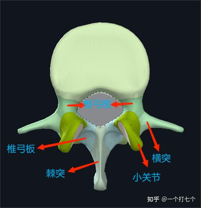 脊柱小关节图片